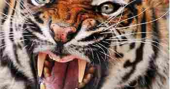 You can’t be everyone’s darling Tiger