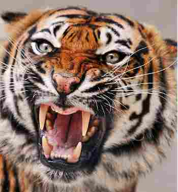 Everybody's darling Tiger