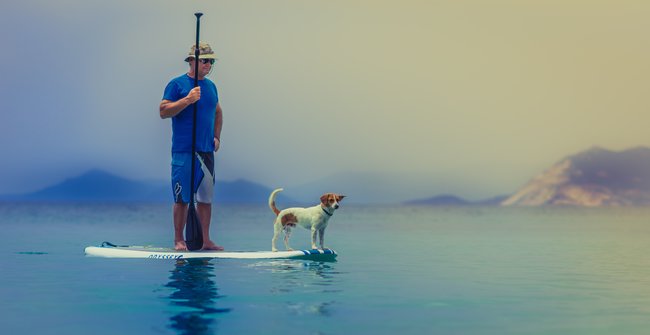 Quotes about dogs